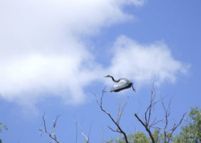 Blue Crane In Flight