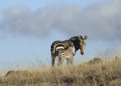 Mountain Zebra Park