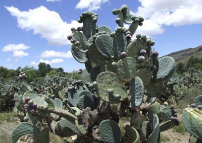 Prickly Pears Beloved by local Children