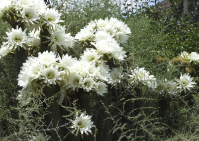 Queen of the Night Cactus