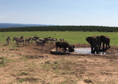 Watering hole